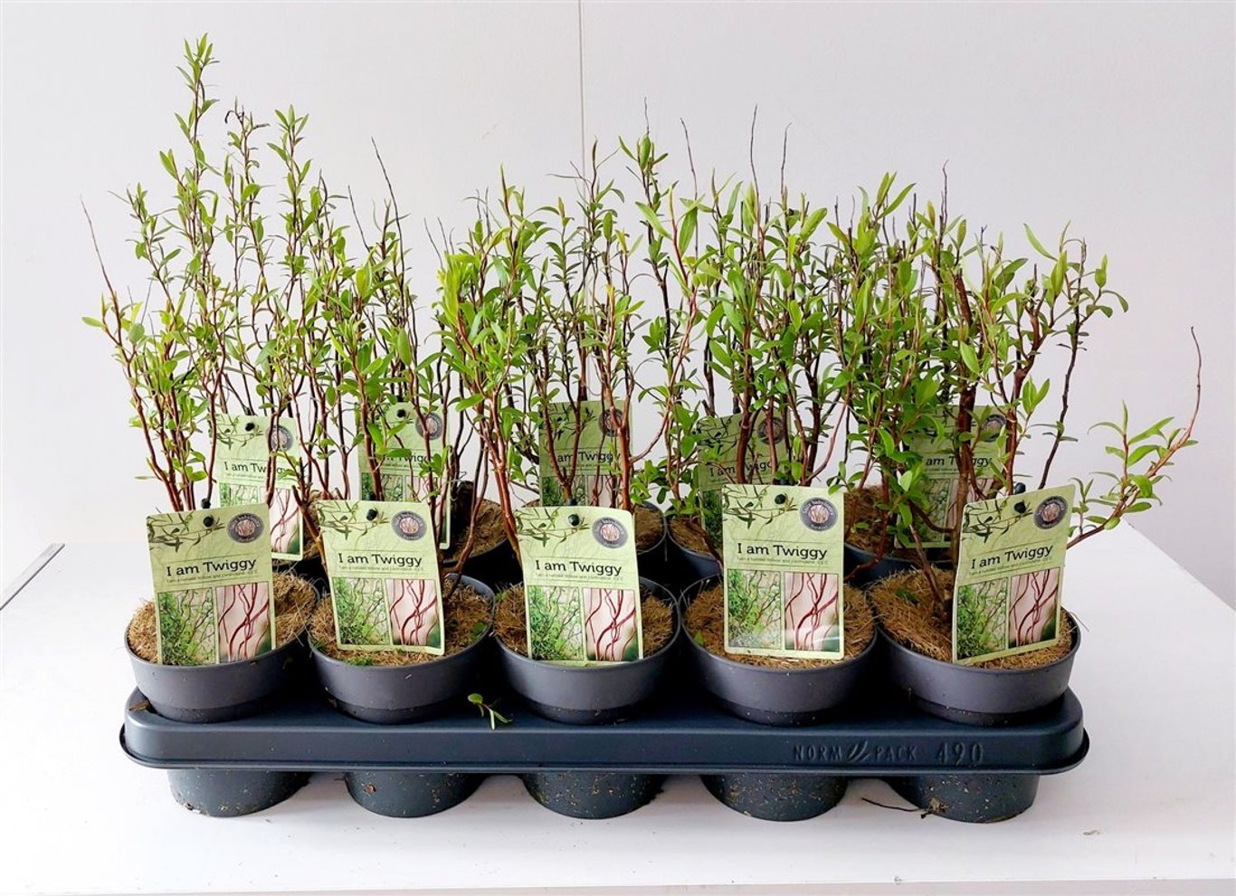 Salix purpurea 'Nana' - P12